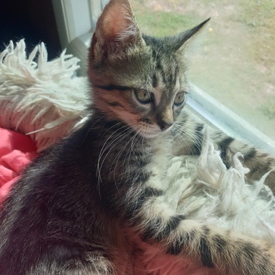 Katzenjungs Aaron und Samuel möchten reisen, EKH Jungtier - Kater