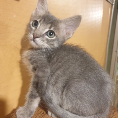 Katzenjungs Aaron und Samuel möchten reisen, EKH Jungtier - Kater