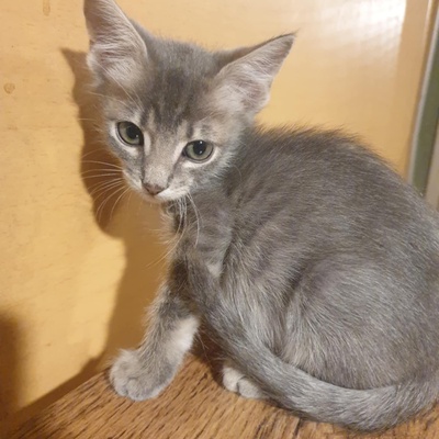 Katzenjungs Aaron und Samuel möchten reisen, EKH Jungtier - Kater