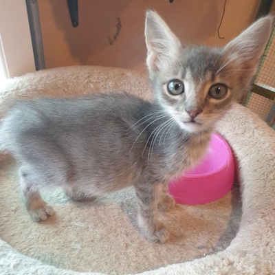 Katzenjungs Aaron und Samuel möchten reisen, EKH Jungtier - Kater