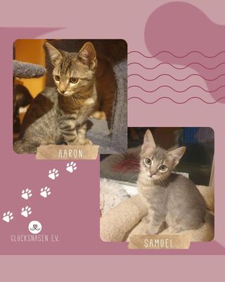 Katzenjungs Aaron und Samuel möchten reisen, EKH Jungtier - Kater