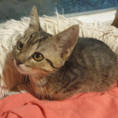 Katzenjungs Aaron und Samuel möchten reisen, EKH Jungtier - Kater