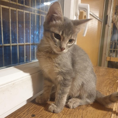 Katzenjungs Aaron und Samuel möchten reisen, EKH Jungtier - Kater