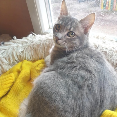 Katzenjungs Aaron und Samuel sind neugierig auf Dich, EKH Jungtier - Kater