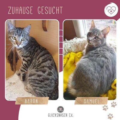 Katzenjungs Aaron und Samuel sind neugierig auf Dich, EKH Jungtier - Kater