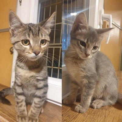 Katzenjungs Aaron und Samuel suchen ihre Dosis, EKH Jungtier - Kater