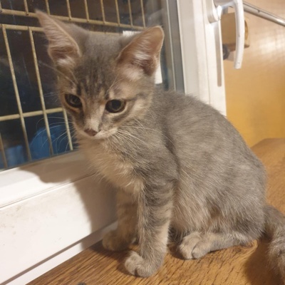 Katzenjungs Aaron und Samuel suchen ihre Dosis, EKH Jungtier - Kater