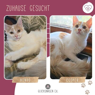 Katzenjungs Hondo und Cooper sind bereit