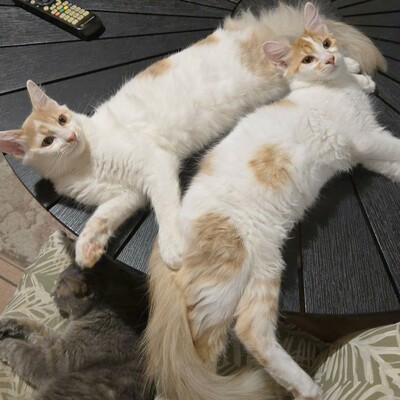 Katzenjungs Hondo und Cooper sind bereit, EKH Jungtier - Kater