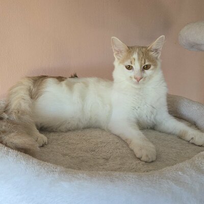 Katzenjungs Hondo und Cooper sind bereit, EKH Jungtier - Kater