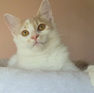 Katzenjungs Hondo und Cooper sind bereit, EKH Jungtier - Kater