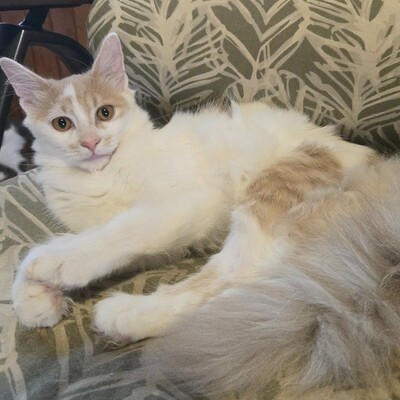 Katzenjungs Hondo und Cooper sind bereit, EKH Jungtier - Kater