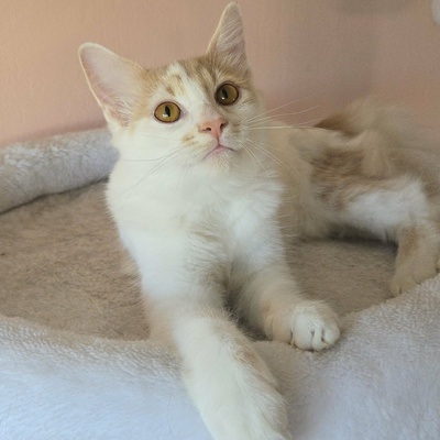 Katzenjungs Hondo und Cooper sind bereit, EKH Jungtier - Kater