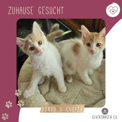 Katzenjungs Hondo und Cooper suchen ihr Abenteuer, EKH Jungtier - Katze