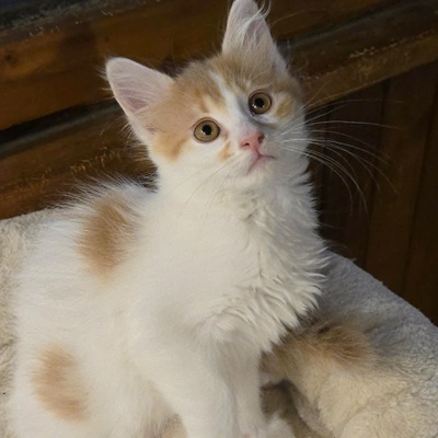 Katzenjungs Hondo und Cooper suchen ihr Abenteuer, EKH Jungtier - Katze