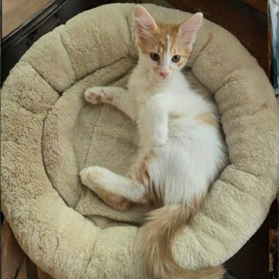 Katzenjungs Hondo und Cooper suchen ihr Abenteuer, EKH Jungtier - Katze