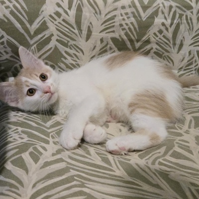 Katzenjungs Hondo und Cooper suchen ihr Abenteuer, EKH Jungtier - Katze