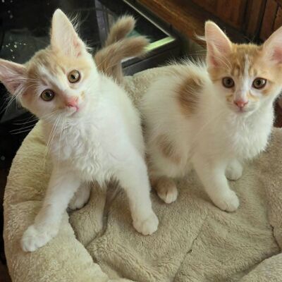 Katzenjungs Hondo und Cooper suchen ihr Abenteuer, EKH Jungtier - Katze