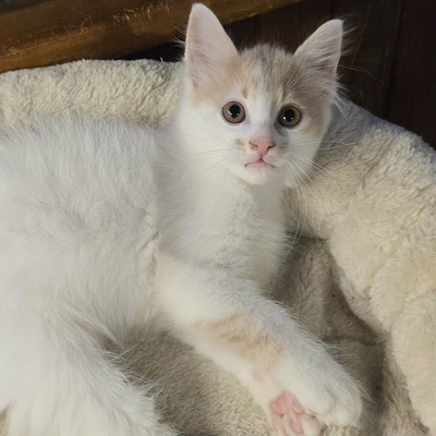 Katzenjungs Hondo und Cooper suchen ihr Abenteuer, EKH Jungtier - Katze