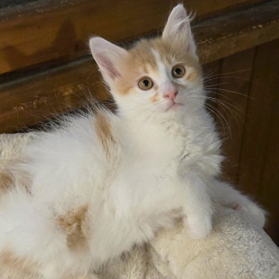 Katzenjungs Hondo und Cooper suchen ihr Abenteuer, EKH Jungtier - Katze