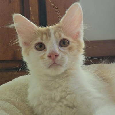 Katzenjungs Hondo und Cooper suchen ihr Abenteuer, EKH Jungtier - Katze