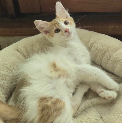 Katzenjungs Hondo und Cooper suchen ihr Abenteuer, EKH Jungtier - Katze