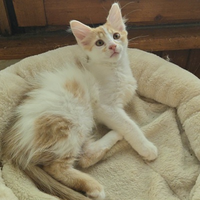 Katzenjungs Hondo und Cooper suchen ihr Abenteuer, EKH Jungtier - Katze