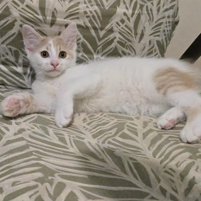 Katzenjungs Hondo und Cooper suchen ihr Abenteuer, EKH Jungtier - Katze