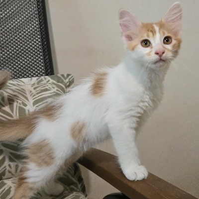 Katzenjungs Hondo und Cooper suchen ihr Abenteuer, EKH Jungtier - Katze
