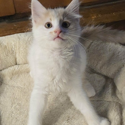 Katzenjungs Hondo und Cooper suchen ihr Abenteuer, EKH Jungtier - Katze