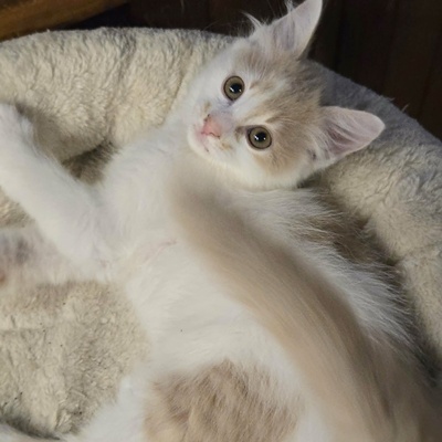 Katzenjungs Hondo und Cooper suchen ihr Abenteuer, EKH Jungtier - Katze