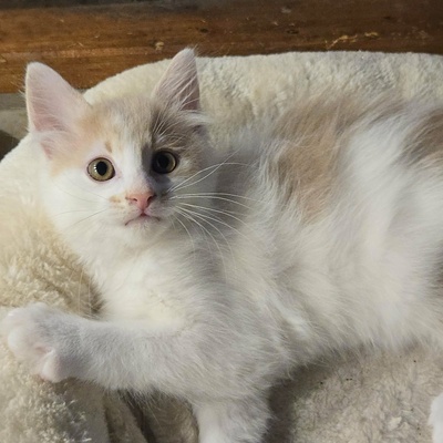 Katzenjungs Hondo und Cooper suchen ihr Abenteuer, EKH Jungtier - Katze