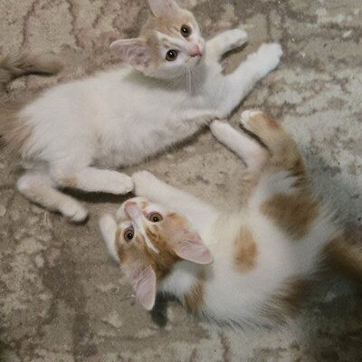 Katzenjungs Hondo und Cooper suchen ihr Abenteuer, EKH Jungtier - Katze
