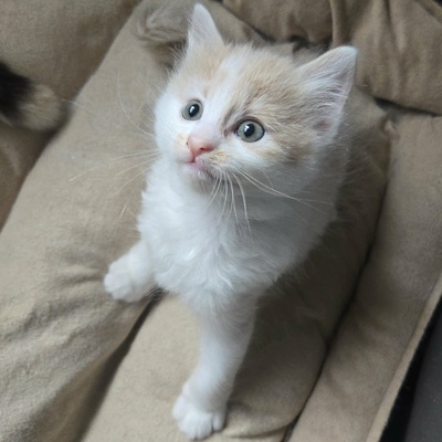 Katzenjungs Hondo und Cooper suchen ihr Abenteuer, EKH Jungtier - Katze