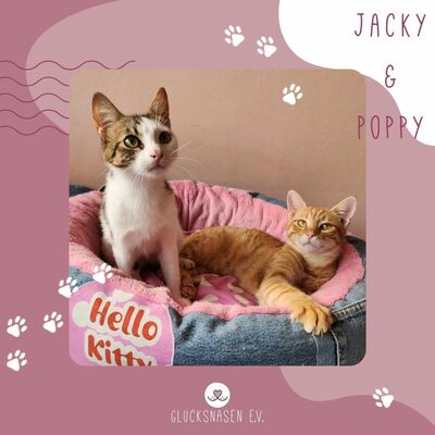 Katzenjungs Jacky und Poppy suchen ihr Zuhause, EKH - Kater