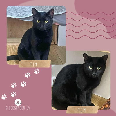 Katzenjungs Tim und Tom möchten reisen, EKH Jungtier - Kater