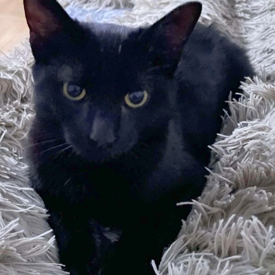 Katzenjungs Tim und Tom möchten reisen, EKH Jungtier - Kater
