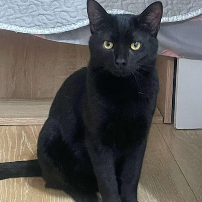 Katzenjungs Tim und Tom möchten reisen, EKH Jungtier - Kater