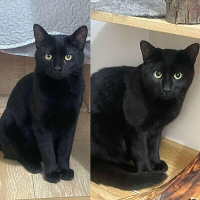 Katzenjungs Tim und Tom möchten reisen, EKH Jungtier - Kater