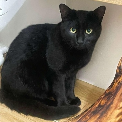 Katzenjungs Tim und Tom möchten reisen, EKH Jungtier - Kater