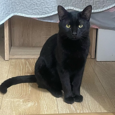 Katzenjungs Tim und Tom möchten reisen, EKH Jungtier - Kater