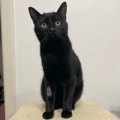 Katzenjungs Tim und Tom möchten reisen, EKH Jungtier - Kater