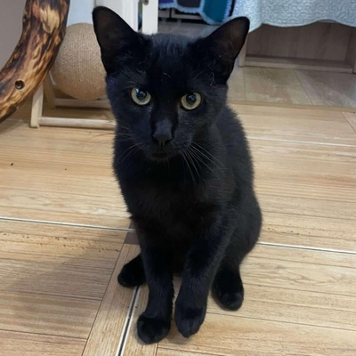 Katzenjungs Tim und Tom möchten reisen, EKH Jungtier - Kater