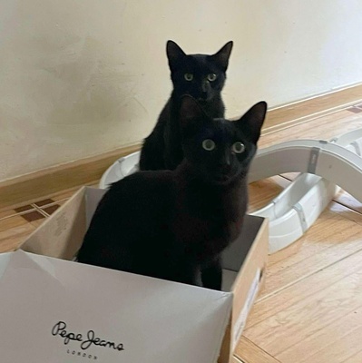 Katzenjungs Tim und Tom möchten reisen, EKH Jungtier - Kater