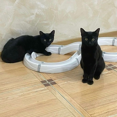 Katzenjungs Tim und Tom möchten reisen, EKH Jungtier - Kater