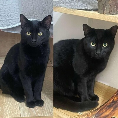 Katzenjungs Tim und Tom suchen ihre Dosenöffner, EKH Jungtier - Kater