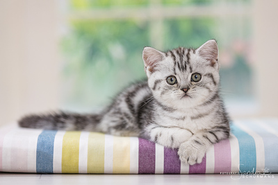 Katzenkinder aus der Mondburg - männlich und weiblich, Britisch Kurzhaar Jungtier - Katze