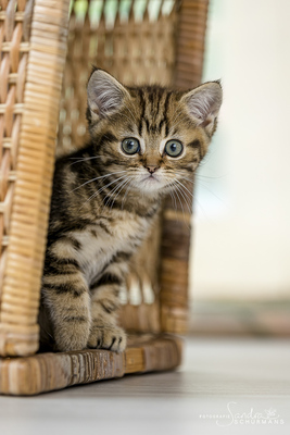 Katzenkinder aus der Mondburg - männlich und weiblich, Britisch Kurzhaar Jungtier - Katze