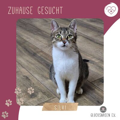 Katzenlady Silvi schmust gern