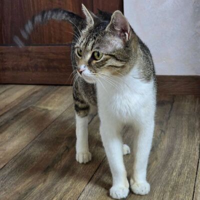 Katzenlady Silvi schmust gern, EKH - Katze